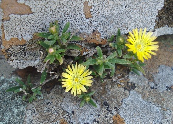 Delosperma leendertziae living with lichen